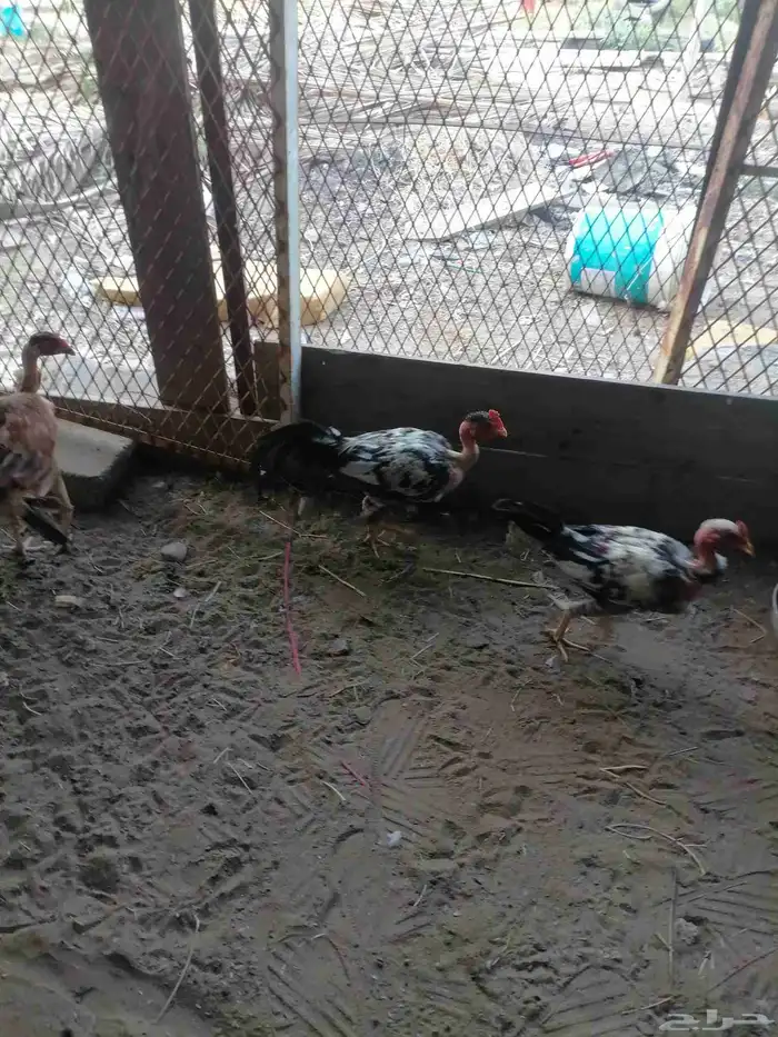 دجاج بلدي ودجاج باكستاني وديك رومي ودجاج عاري الرقبة 4