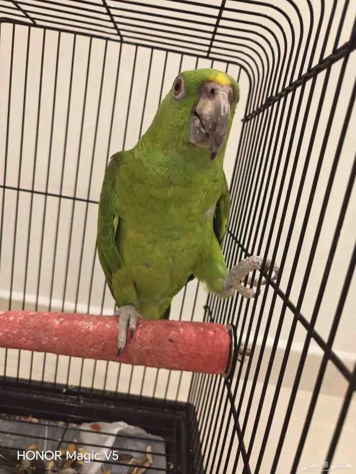 يلوناب للبيع 8