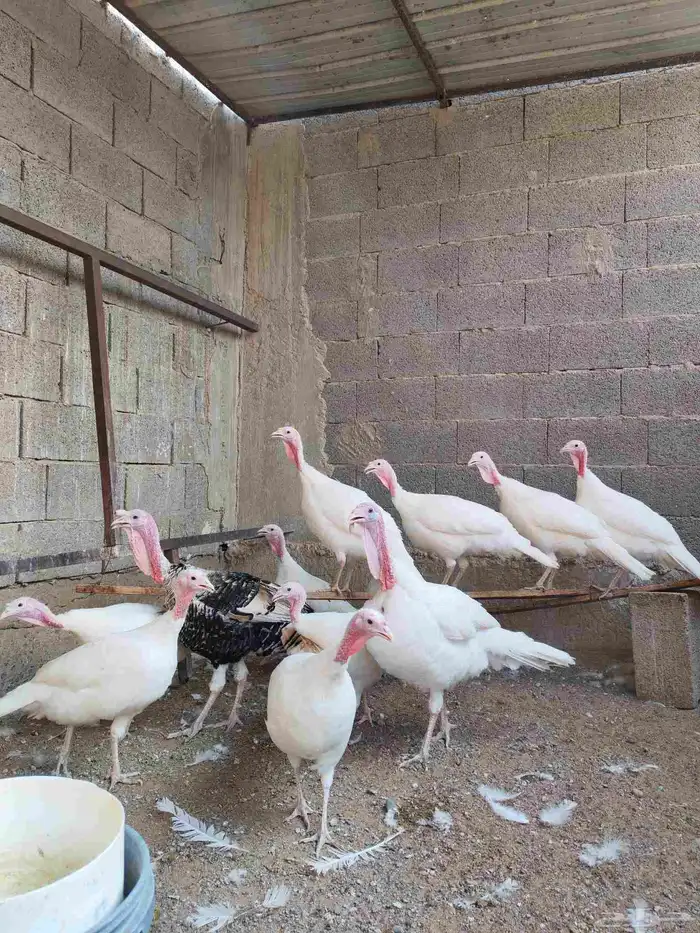 دجاج رومي للبيع 2