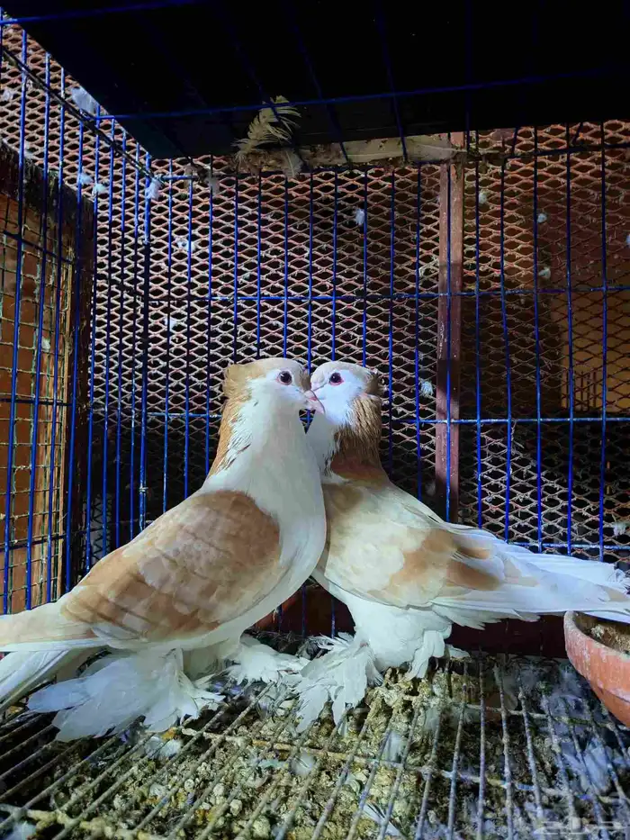 جوزين شيرازي كريمي منتجين 0