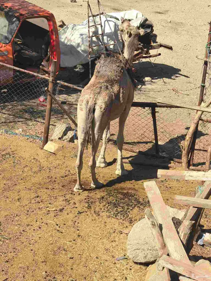 ناقه حايل لقحه سديس قعود حشو 1