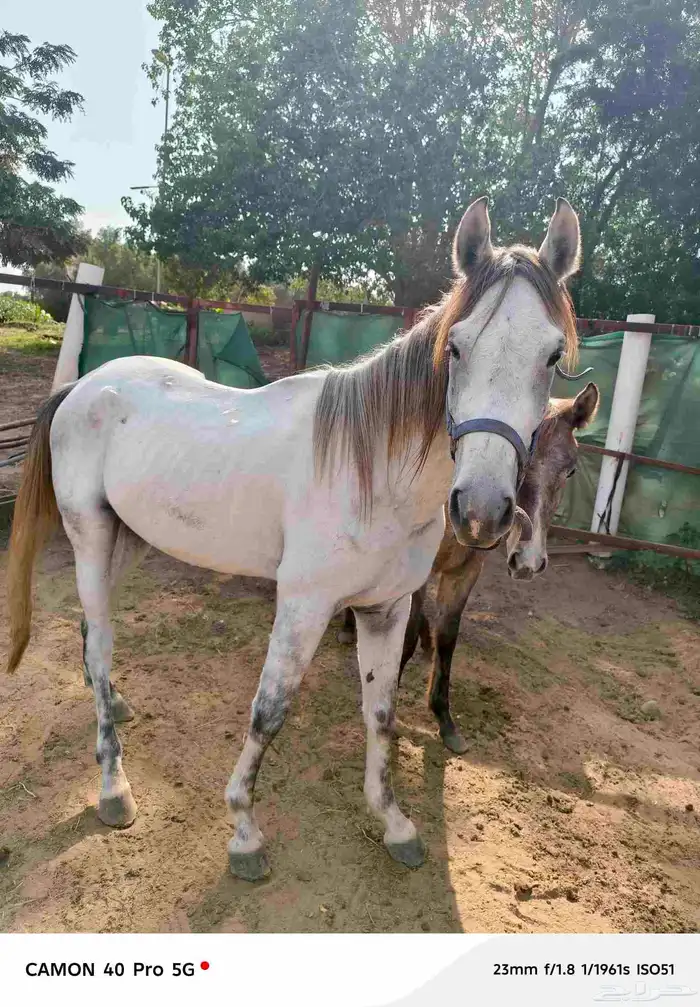 خيوال البيع 3