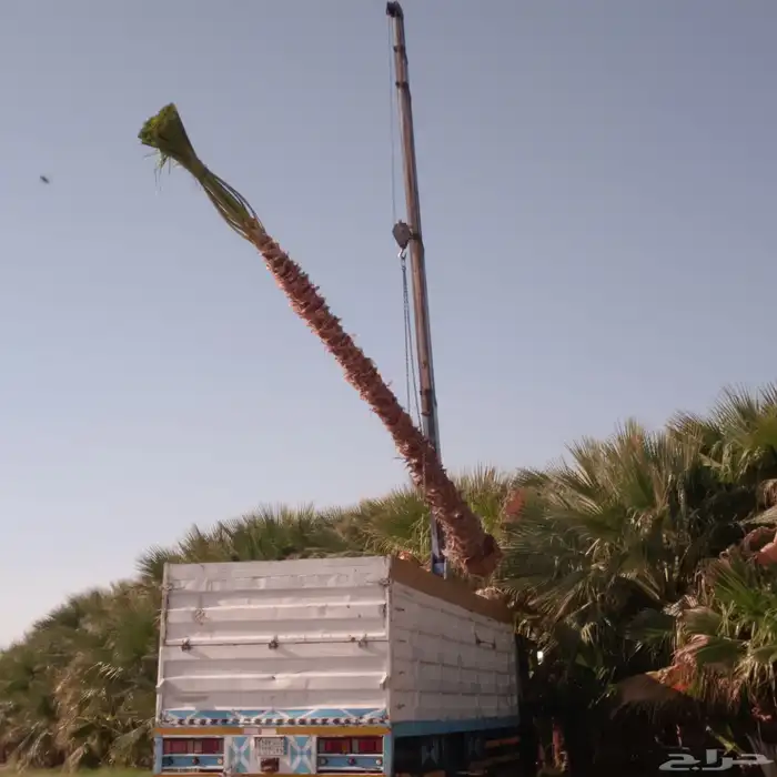 واشنطونيا 2