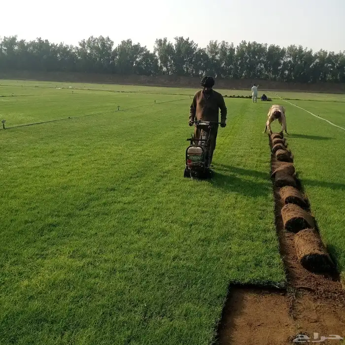 ثيل طبيعي صافي C2000 أمريكي مشروط 1