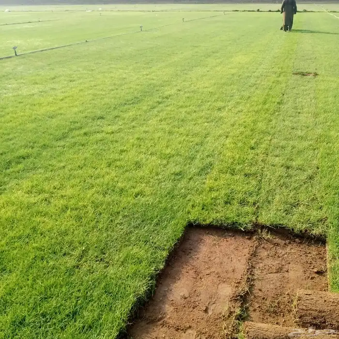 ثيل طبيعي صافي C2000 أمريكي مشروط 0