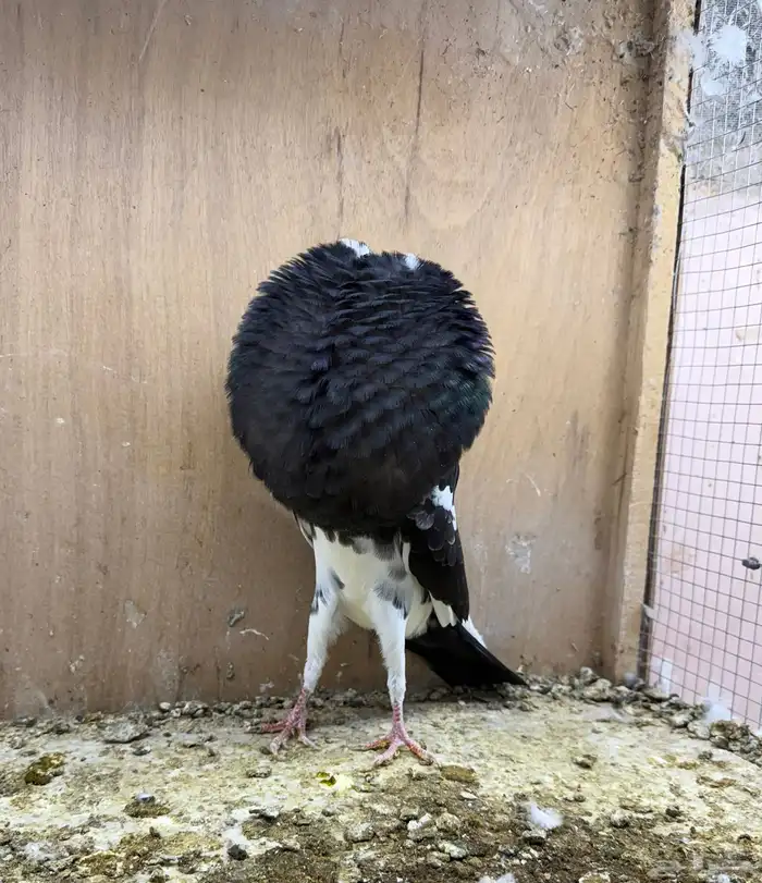 نفاخ نرويجي ابوهلال 0