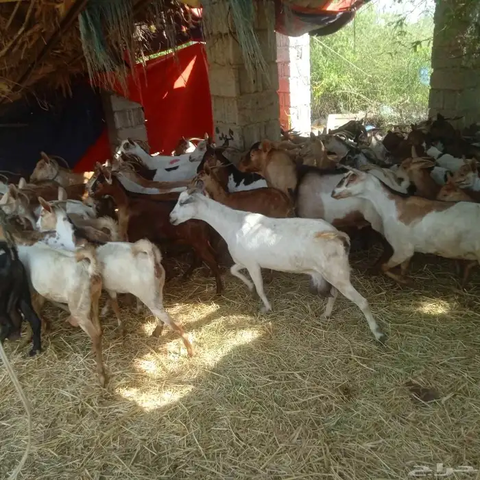 يوجد لدينا غنم دهم مرح واحد العدد 95 التبع 17 4