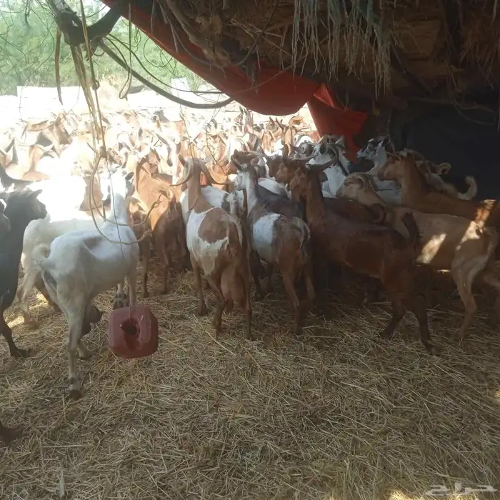 يوجد لدينا غنم دهم مرح واحد العدد 95 التبع 17 1