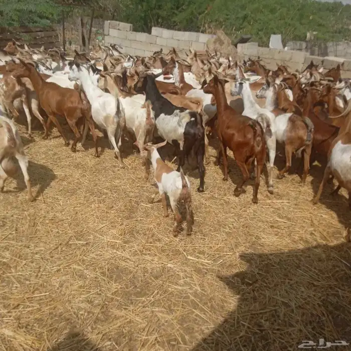 يوجد لدينا غنم دهم مرح واحد العدد 95 التبع 17 0