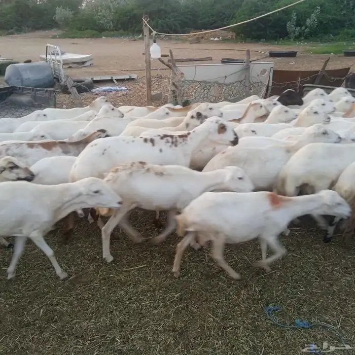 يوجد لدينا ضان رفيديات قرايب موالدات مرح واحد 2