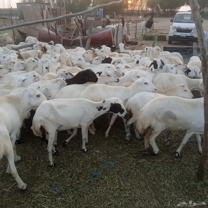 يوجد لدينا ضان رفيديات قرايب موالدات مرح واحد 4