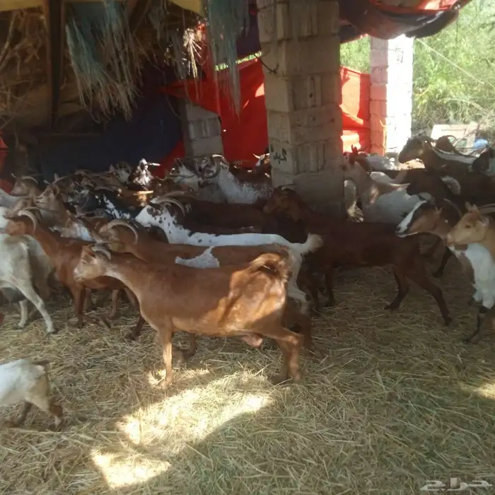 يوجد لدينا غنم دهم مرح واحد العدد 95 التبع 17 3