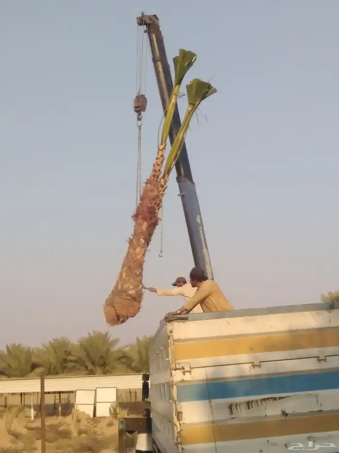 نخل مثمر فاخر نخل واشنطني زينه خلاص ونانه صقعي هلالي سلاطين 3