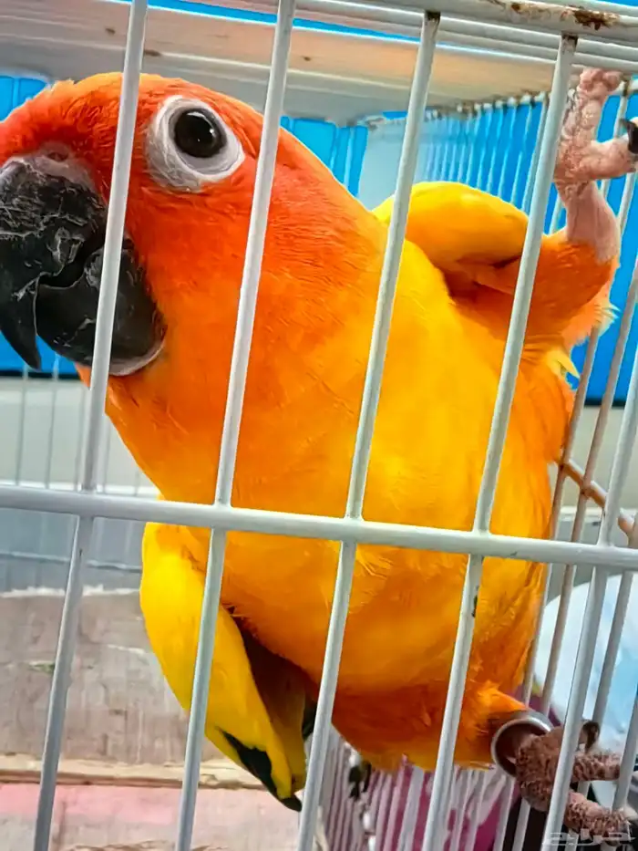 صن كنيور للبيع 2