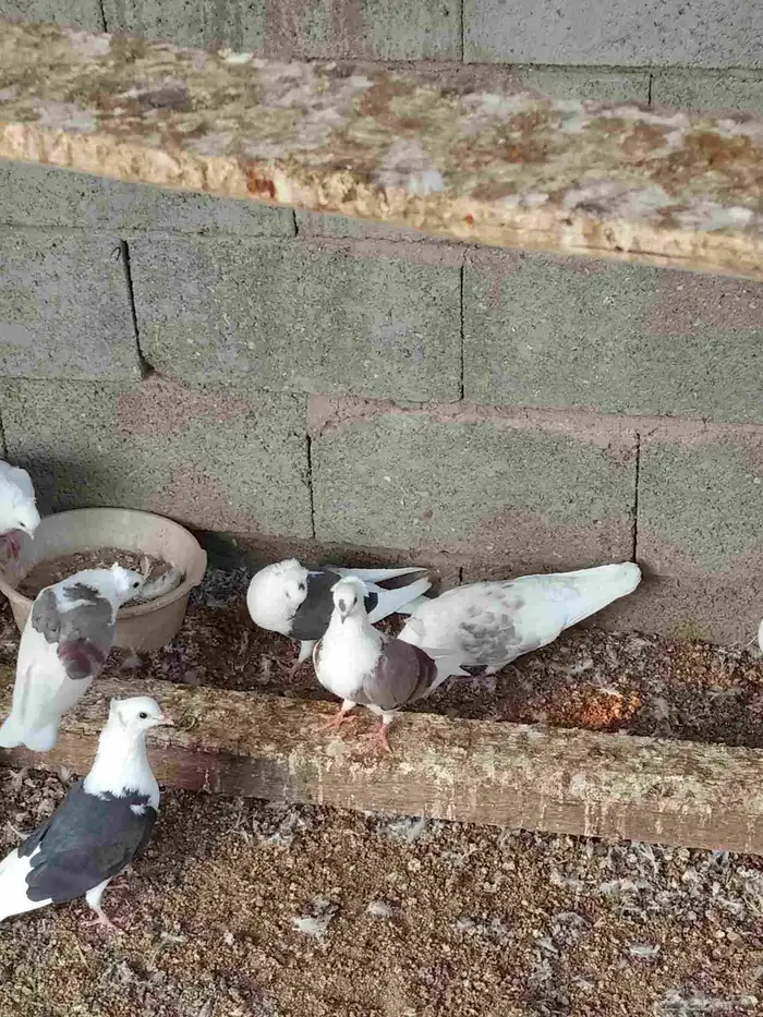 حمام قطيفي مكتف 3