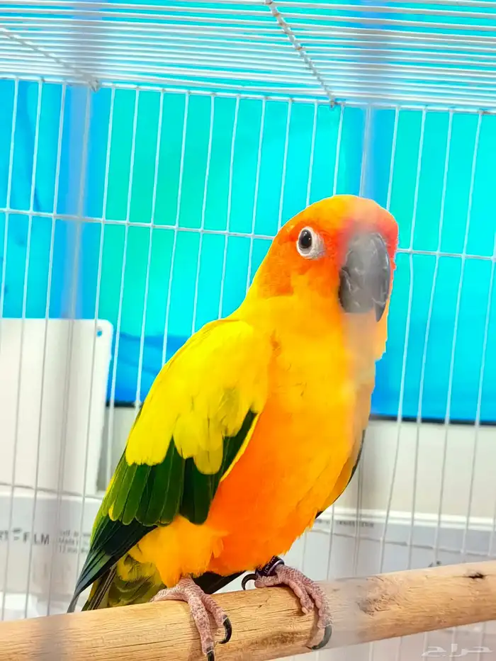 صن كنيور للبيع 6