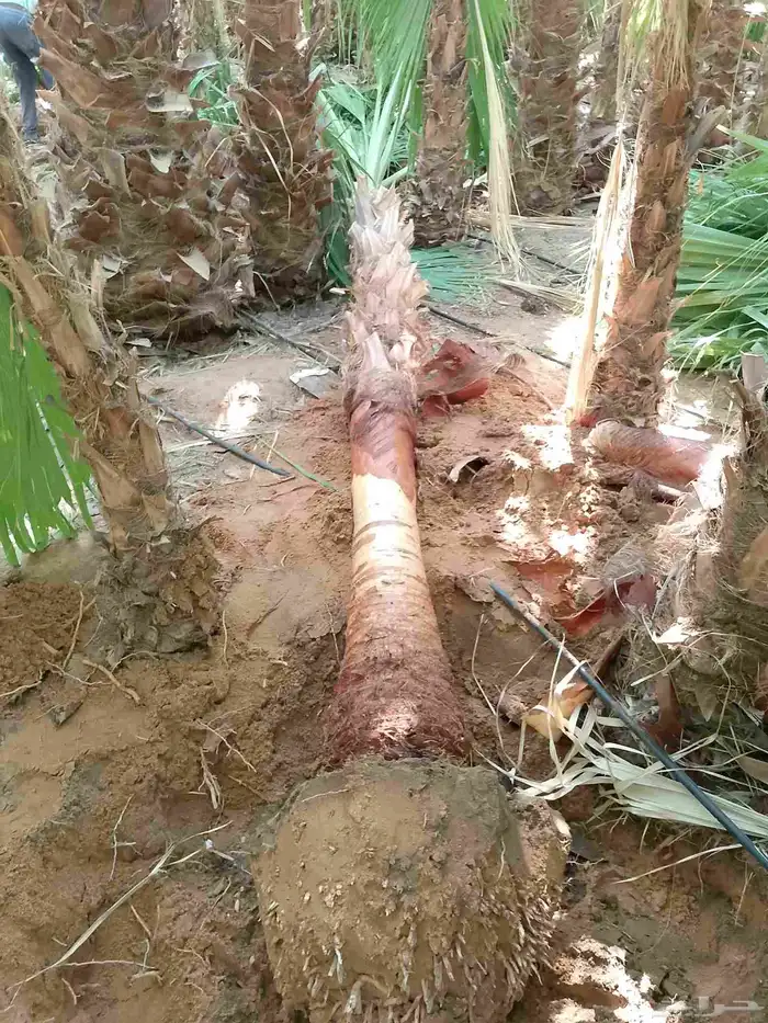 واشنطونيا 6