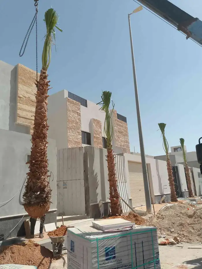 واشنطونيا 4