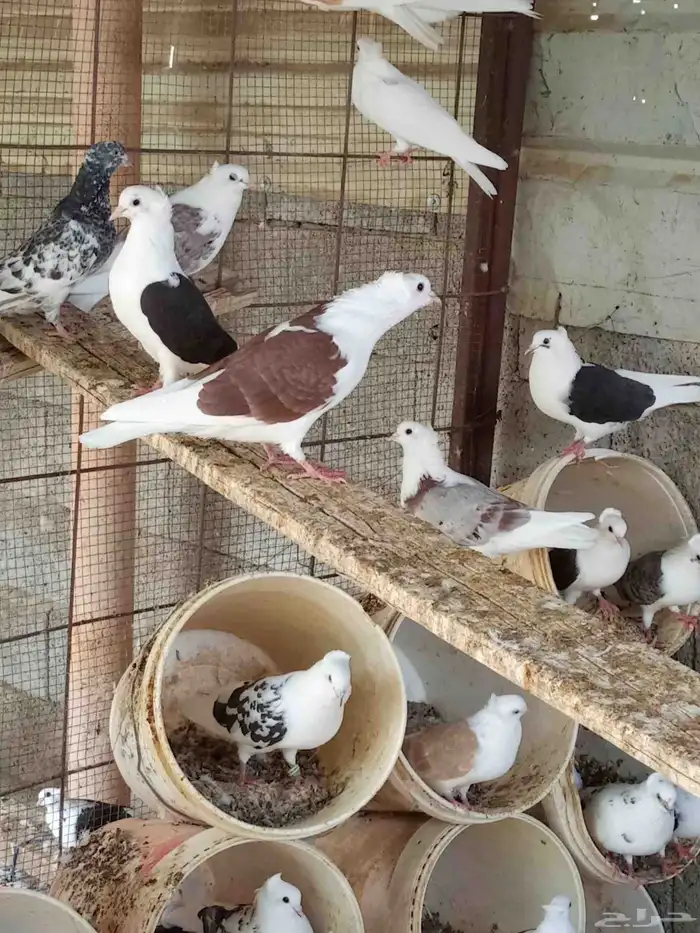 حمام قطيفي مكتف 2