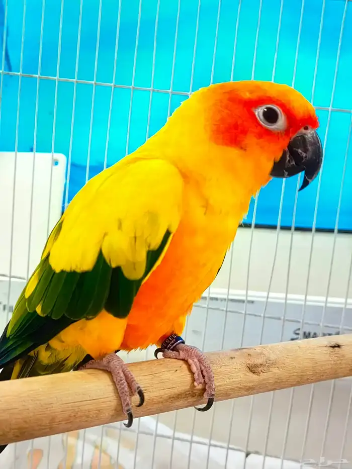 صن كنيور للبيع 1