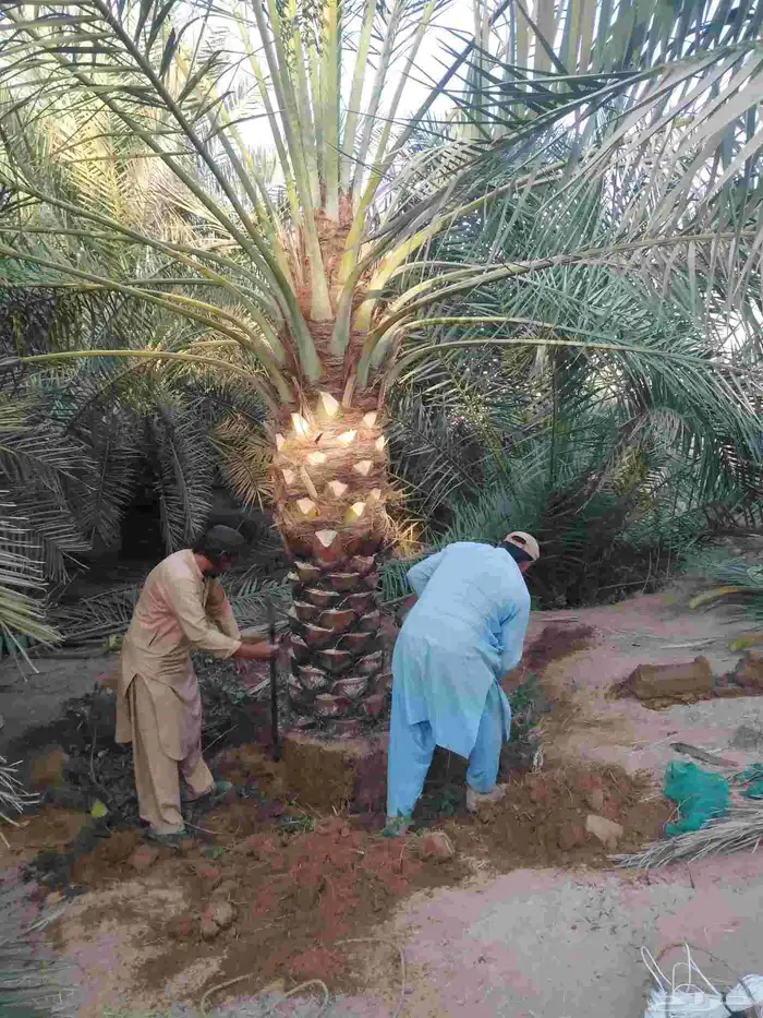 نخل مثمر فاخر نخل واشنطني زينه خلاص ونانه صقعي هلالي سلاطين 4