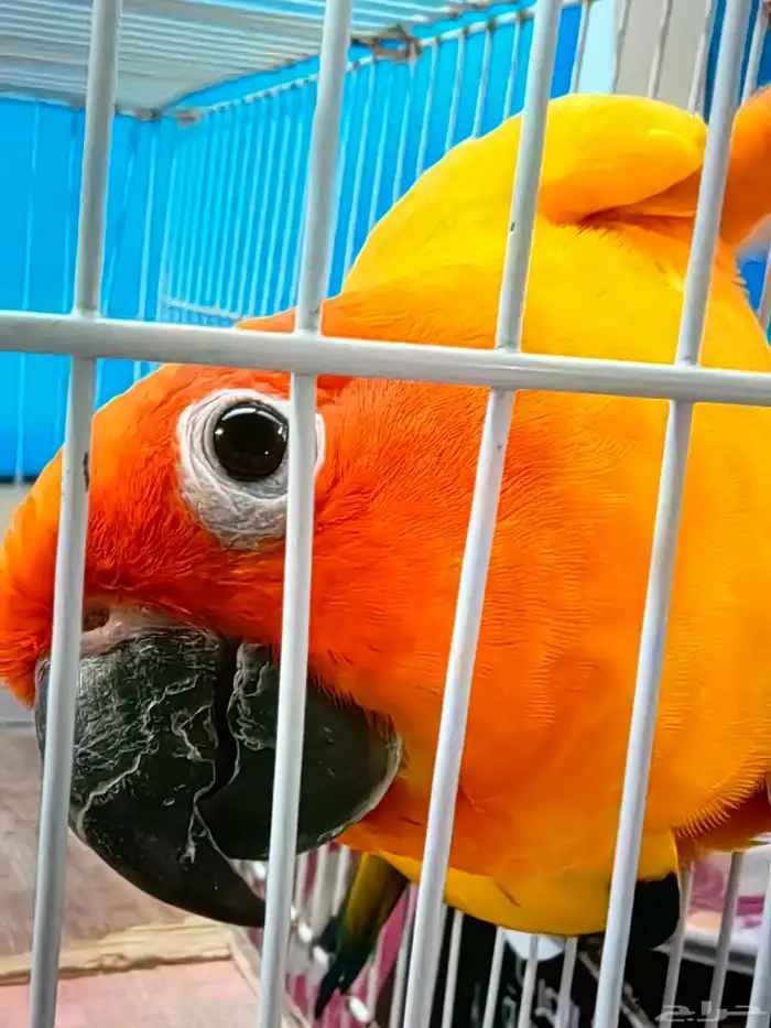 صن كنيور للبيع 0