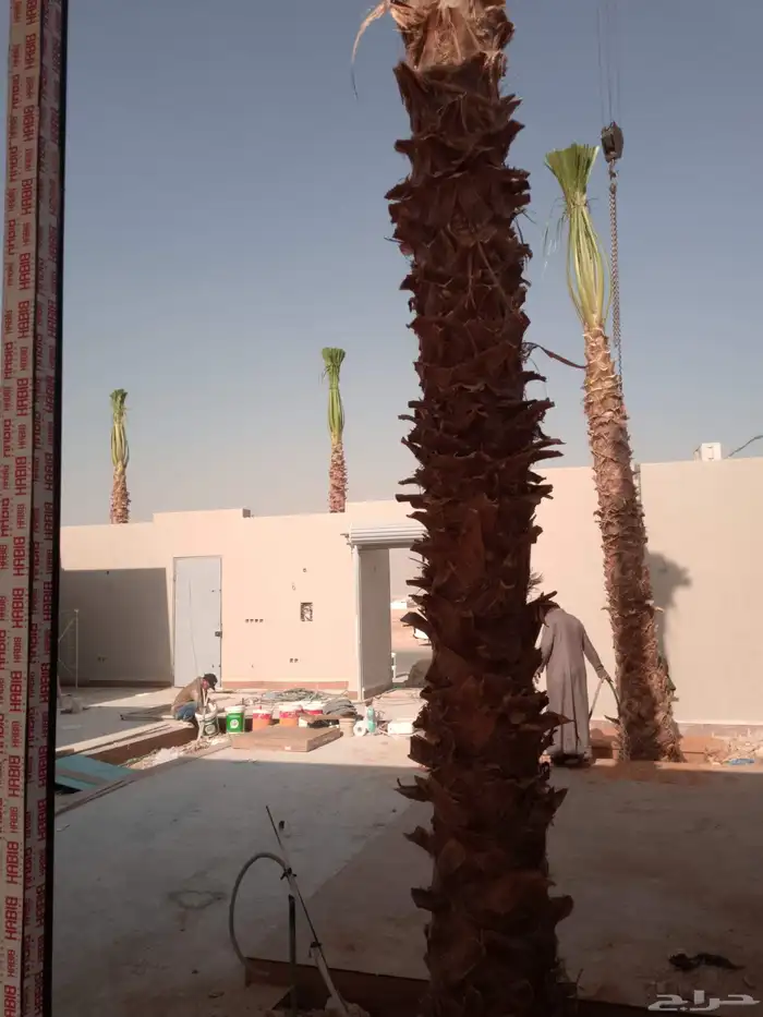 واشنطونيا 5