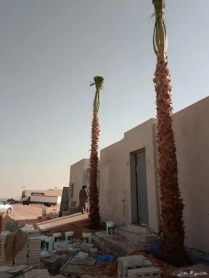 واشنطونيا 1