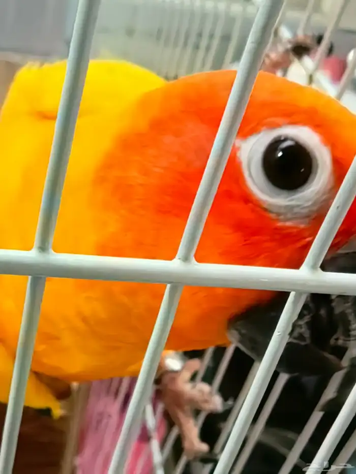 صن كنيور للبيع 8