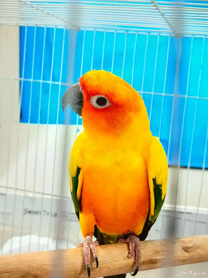 صن كنيور للبيع 5