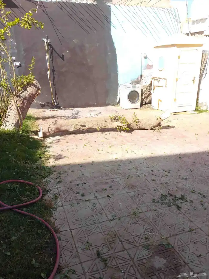 خشبه سدر عبري 1