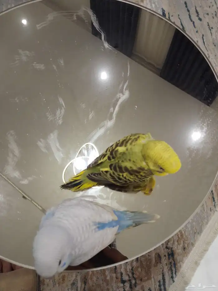 فرخ بادجي طير حب غر 1