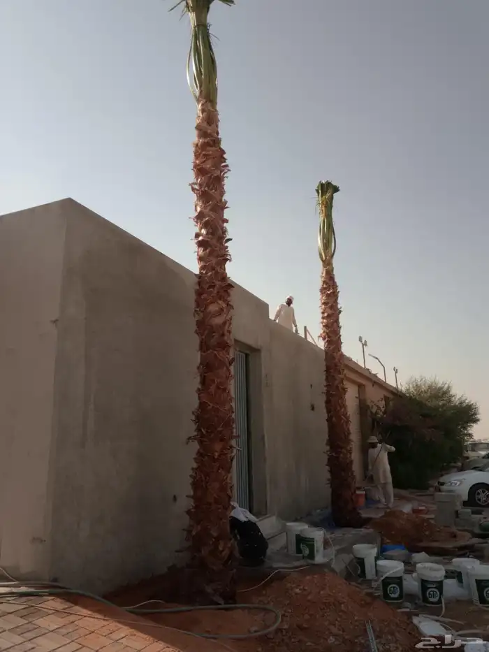 واشنطونيا 7