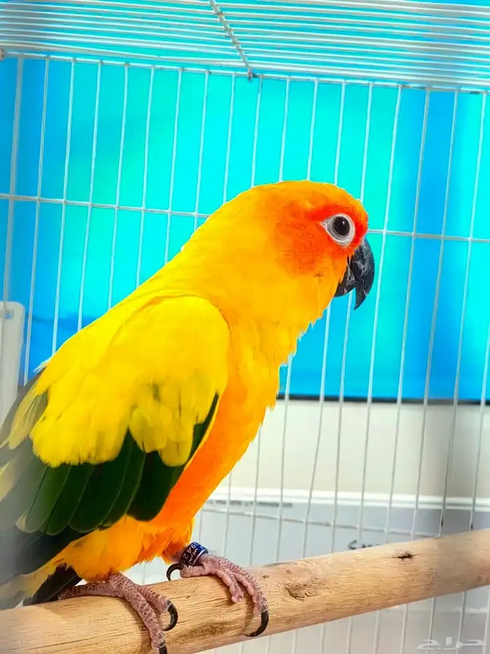 صن كنيور للبيع 7