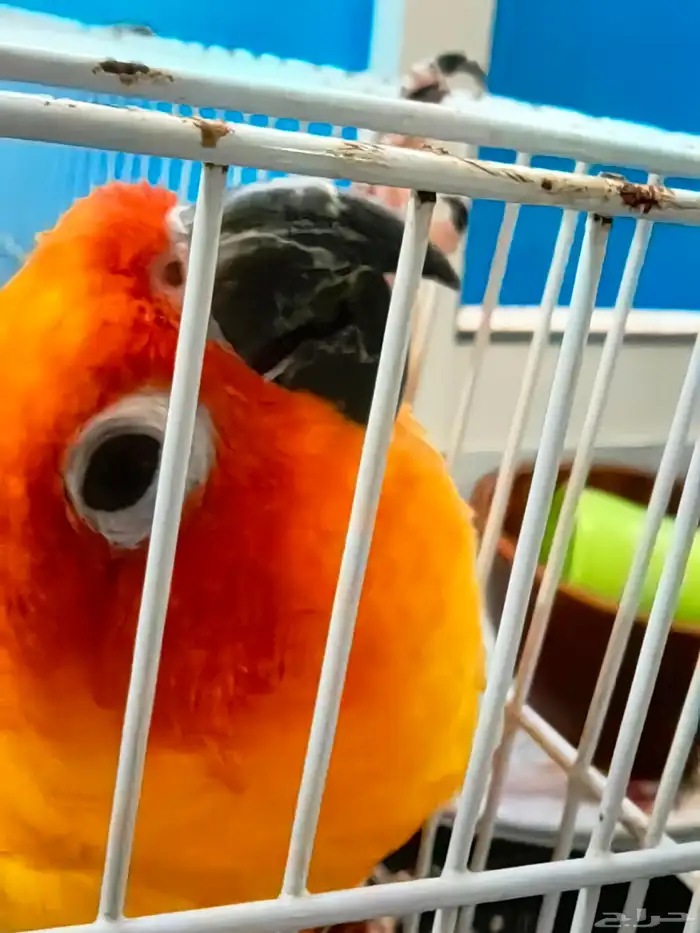 صن كنيور للبيع 3