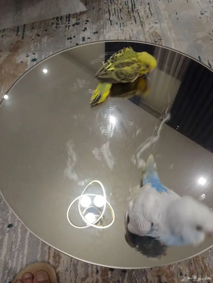 فرخ بادجي طير حب غر 0