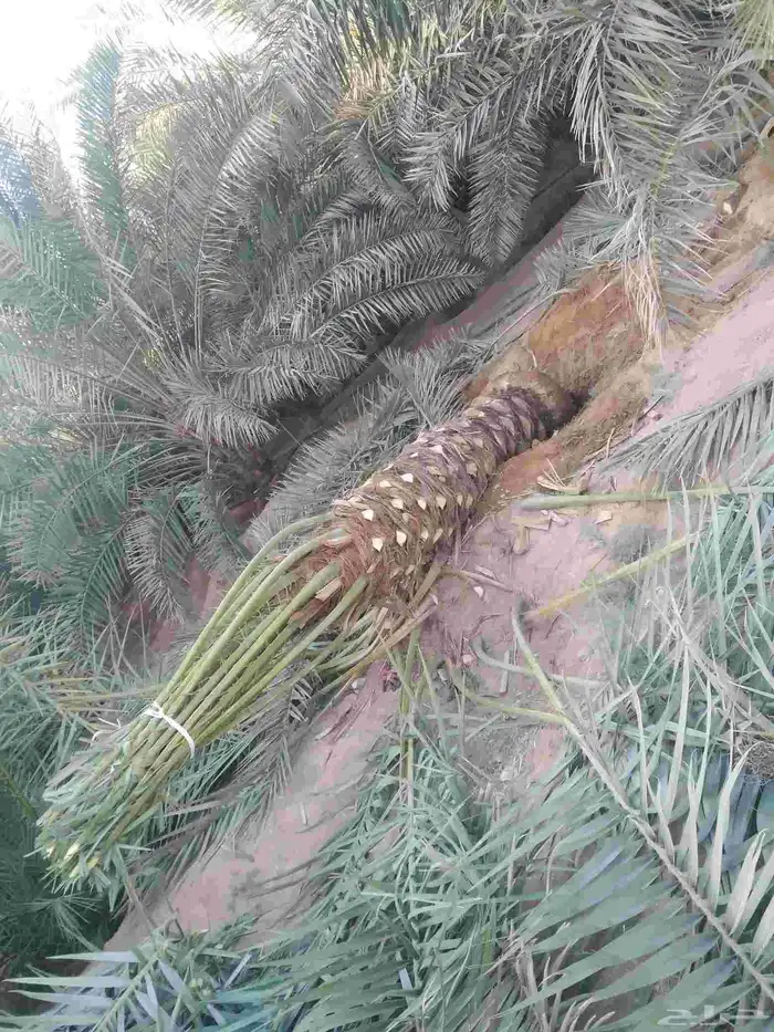 نخل مثمر فاخر نخل واشنطني زينه خلاص ونانه صقعي هلالي سلاطين 6