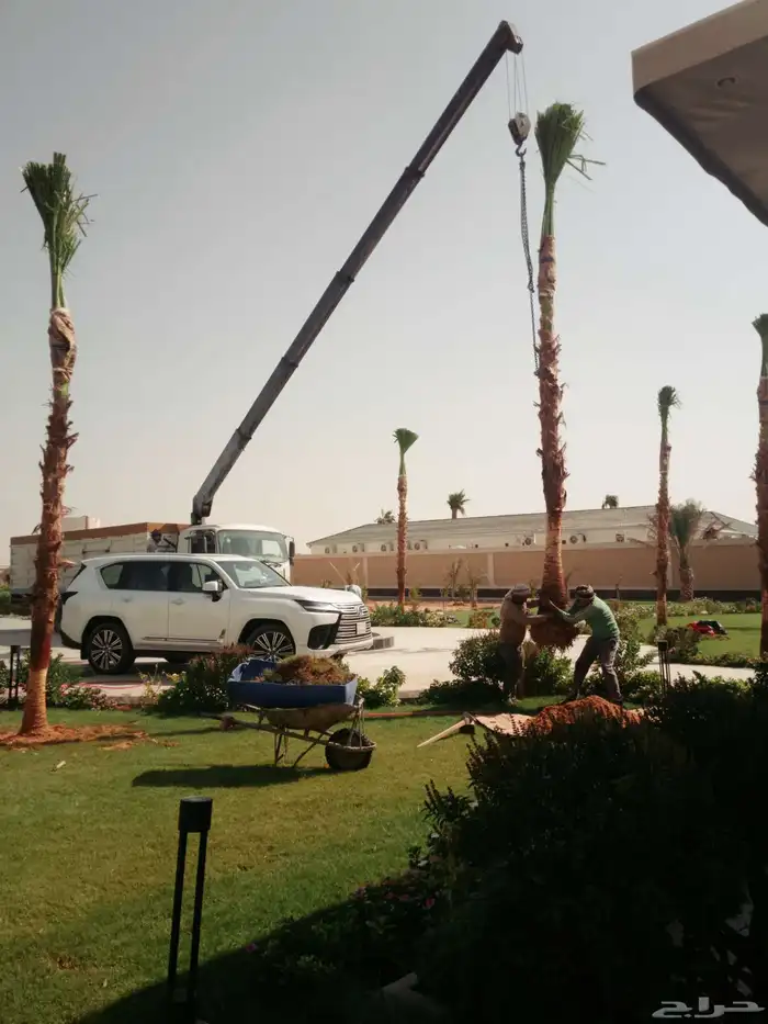 واشنطونيا 0