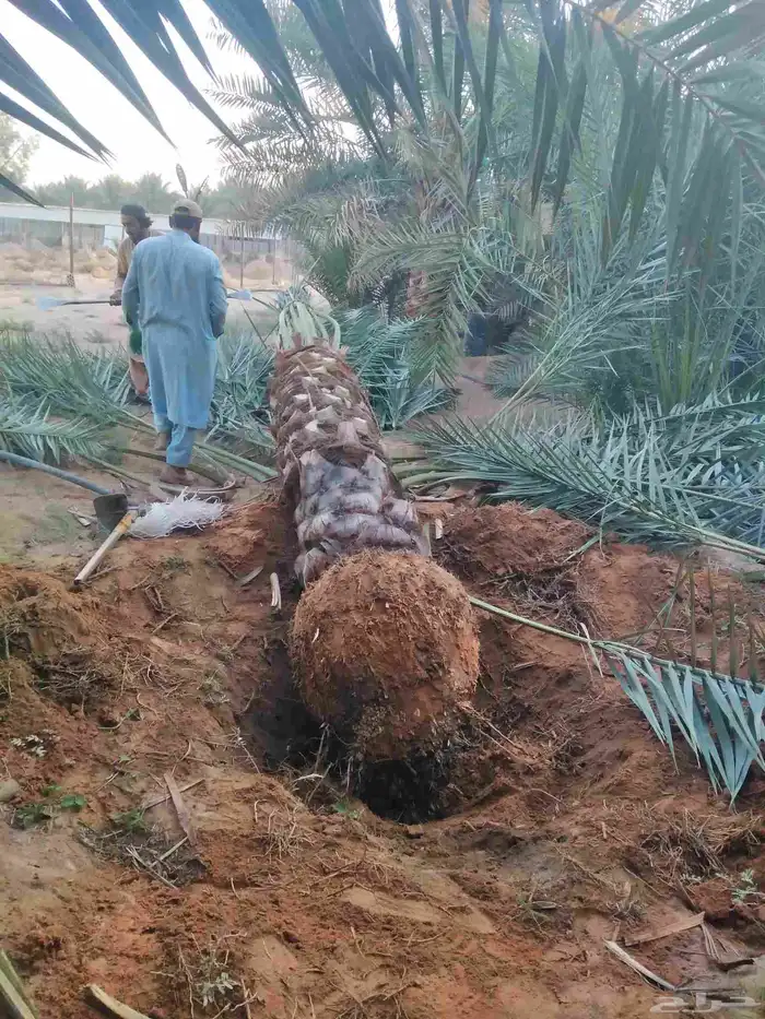 نخل مثمر فاخر نخل واشنطني زينه خلاص ونانه صقعي هلالي سلاطين 5