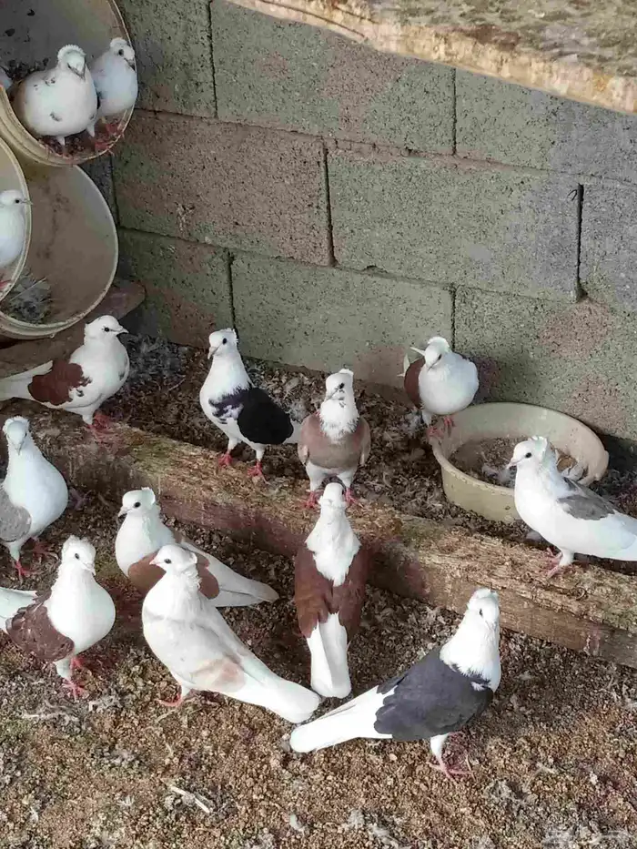 حمام قطيفي مكتف 4