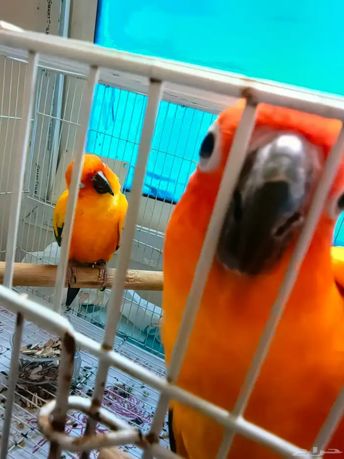 صن كنيور للبيع 9