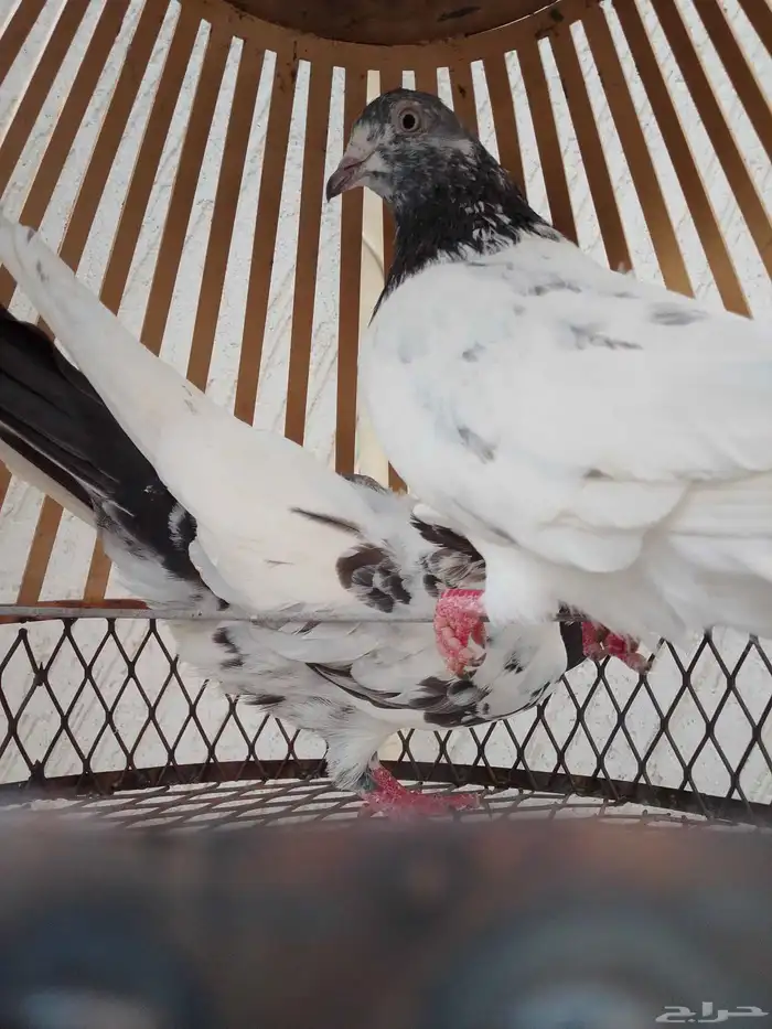 للبيع جوز حمام تركيب جديد 1