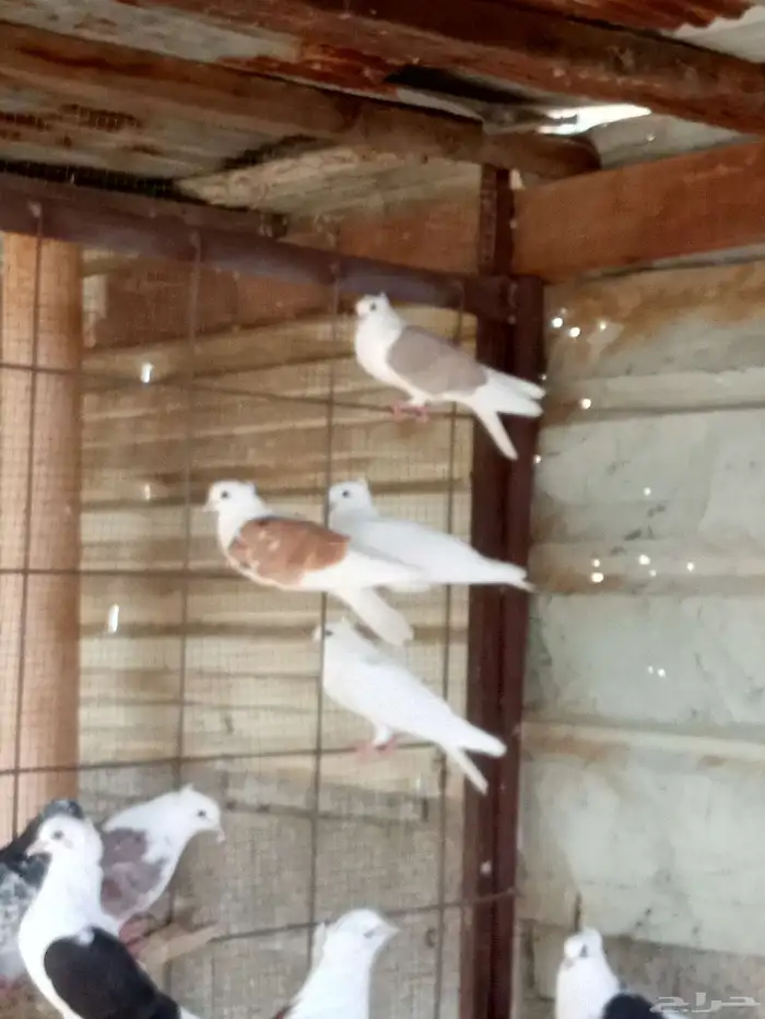 حمام قطيفي مكتف 1