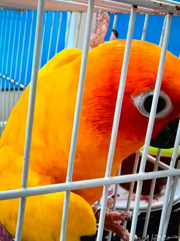 صن كنيور للبيع 4