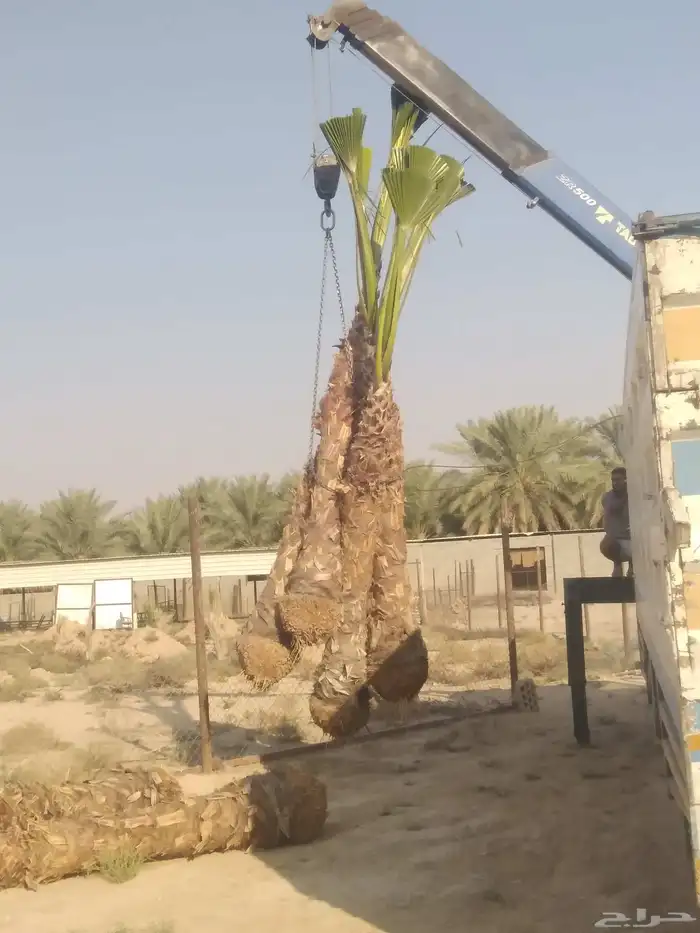 نخل مثمر فاخر نخل واشنطني زينه خلاص ونانه صقعي هلالي سلاطين 2