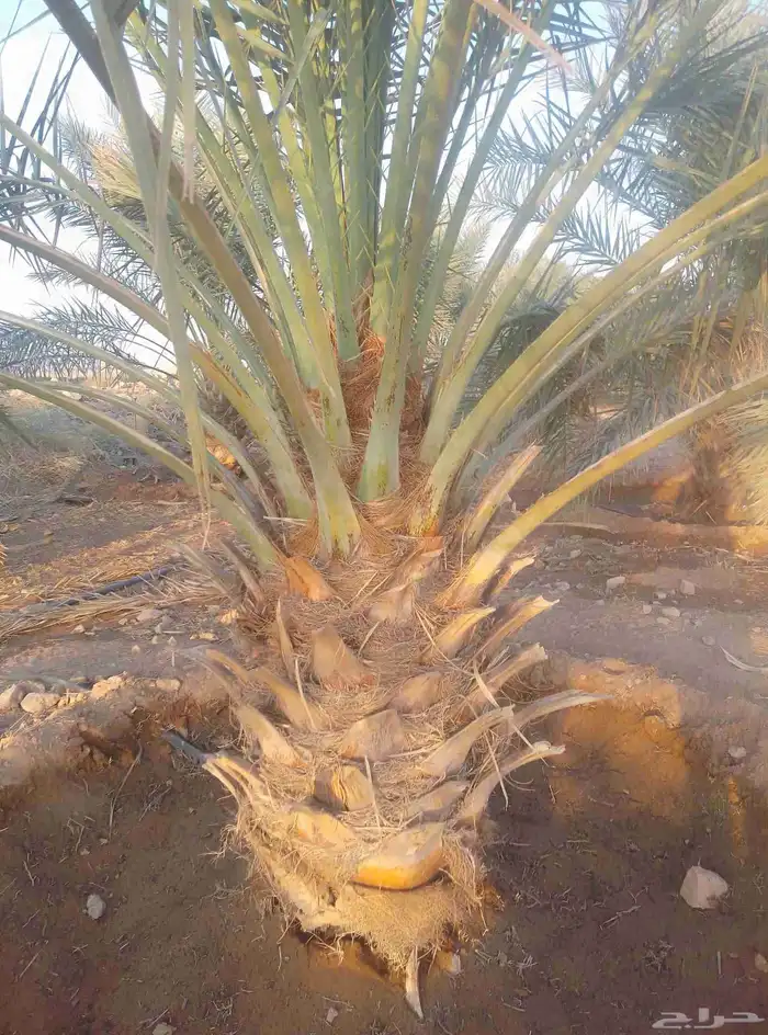 جثايث سكري وخلاص وصقعي المجدول العدد كبير جثايث على الشرط 5