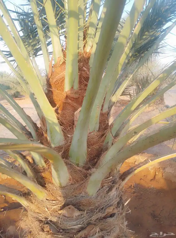 جثايث سكري وخلاص وصقعي المجدول العدد كبير جثايث على الشرط 4