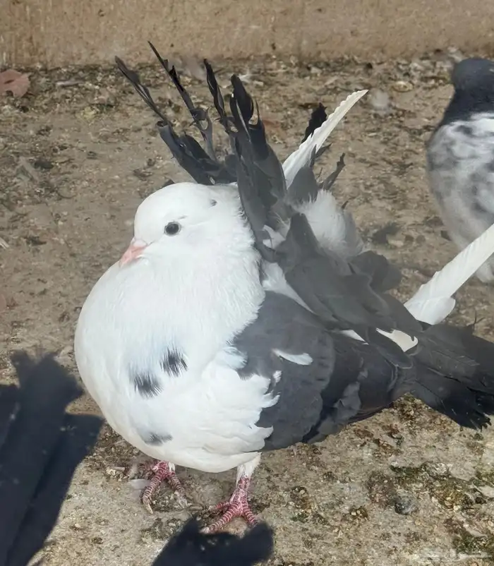 طبات رقاص هولندي 2