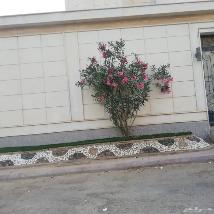 ثيل طبيعي وي ترتيب شجار 9