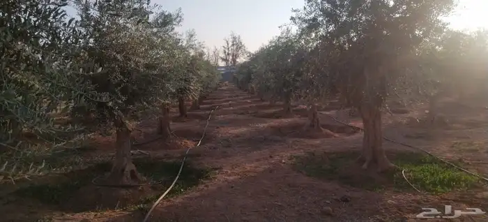 شجر الزيتون المعمر والمفرع جميع المقاسات متوفره 6